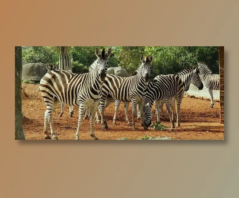 斑马斑马你不要睡着啦