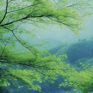 绿色的树冠特写