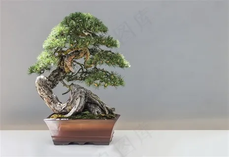 盆景松树图片 盆景松树图片