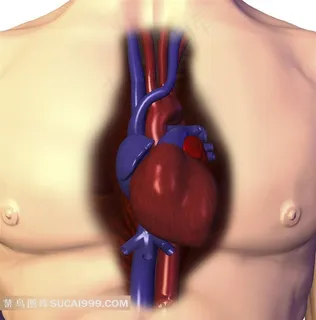 人体心脏透视图素材