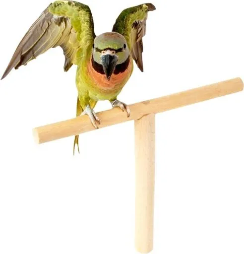 鹦鹉 PNG免抠(580x603)