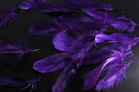 紫色羽毛素材