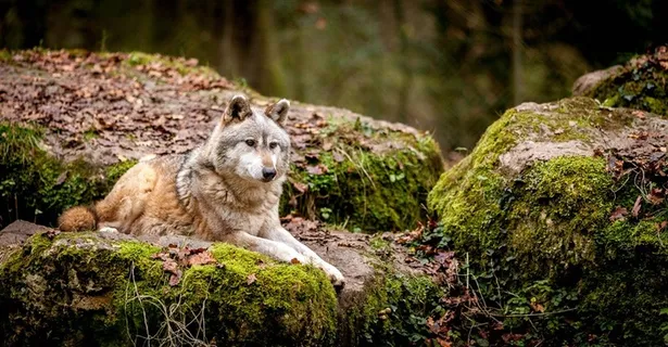 趴在石头上的狼图片