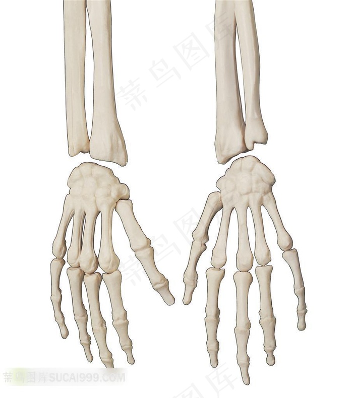 人体器官模型-手部骨骼特写