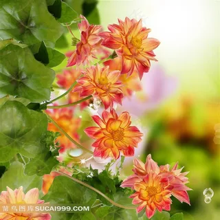 高清花卉摄影 高清花卉摄影