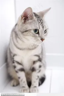 可爱猫咪-凝望的小猫