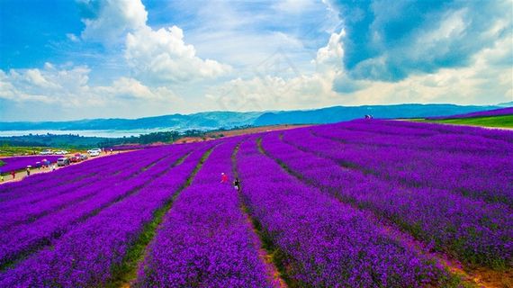 田园上的薰衣草