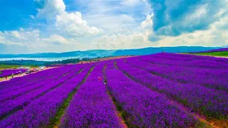 田园上的薰衣草