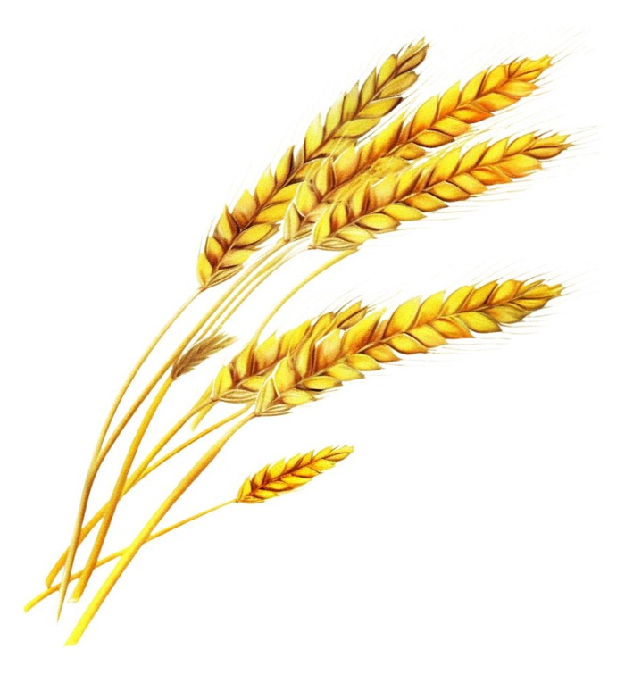 小麦麦穗金黄免抠