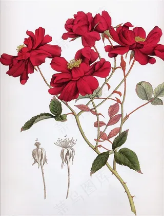 手绘水彩红花