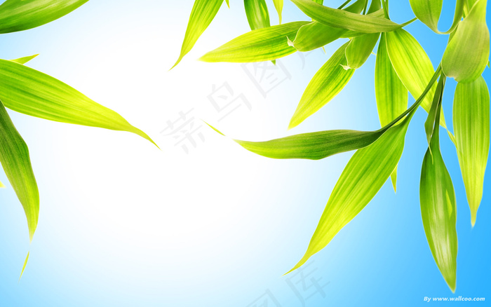 空中的绿叶
