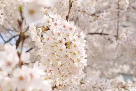 淡粉色樱花图片 淡粉色樱花图片
