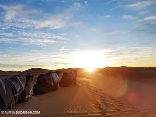 沙漠中的骆驼摄影图片
