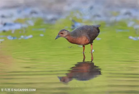 红胸田鸡鸟类图片