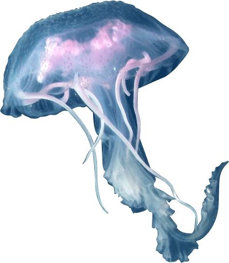 水母 PNG免抠(472x541)
