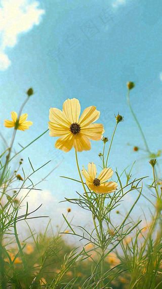 春天小黄花花朵阳光蓝天白云清新，立春惊蛰春分摄影图