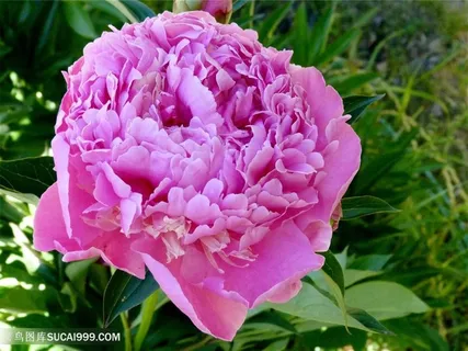 高清唯美粉色盛开牡丹花图片