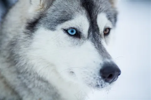 哈士奇宠物狗雪橇犬动物高清图片 哈士奇宠物狗雪橇犬动物高清图片
