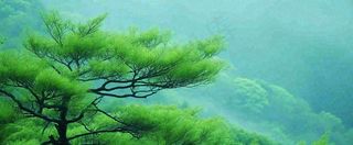 悬崖高山意境云层绿树树木特写