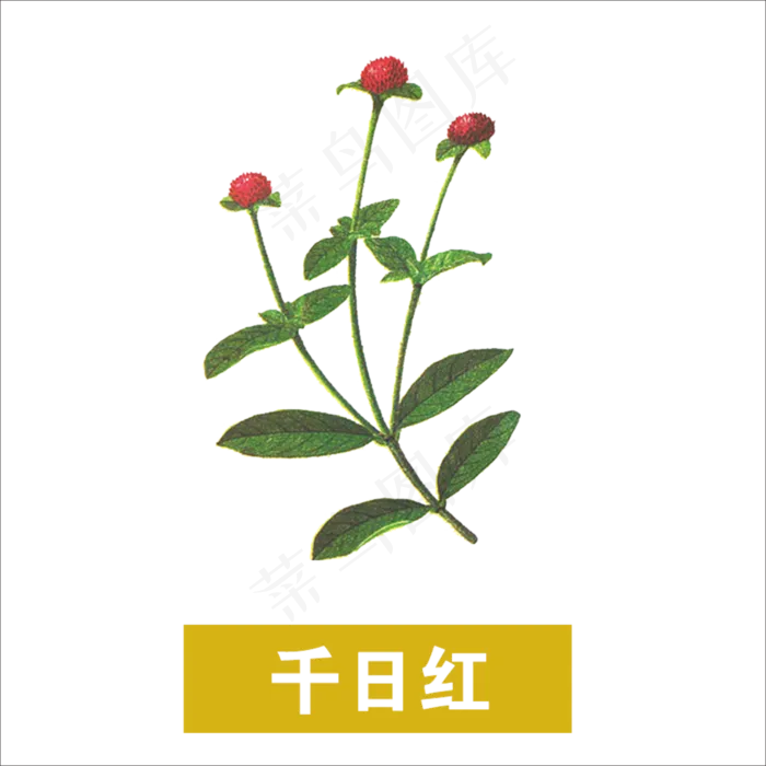 手绘草本中药药材千日红