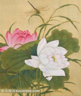 荷花蜻蜓绘画图片