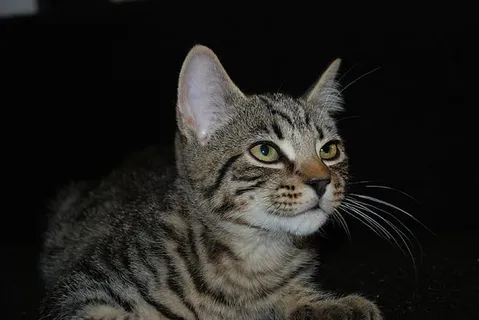 可爱猫咪 动物 素材 奶萌 (219) 可爱猫咪 动物 素材 奶萌 (219)