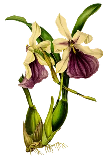 复古手绘植物花卉玫瑰花PNG免扣图案高清图片PS设计素材图