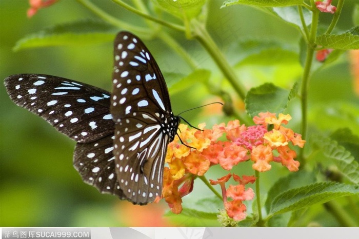 图片素材蝴蝶飞舞白蝴蝶
