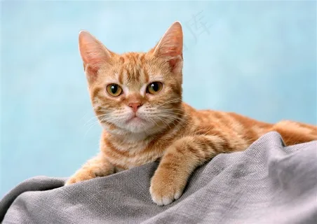 猫猫脸jpg素材 猫猫脸jpg素材