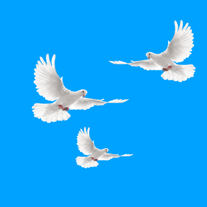 三个鸽子透明免抠图