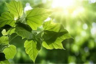 阳光从树叶洒下来光影光圈摄影背景