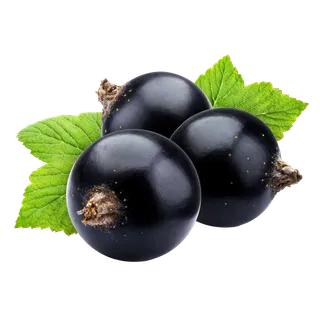 黑加仑 (5)水果超市商品白底图免抠实物摄影png格式图片透明底