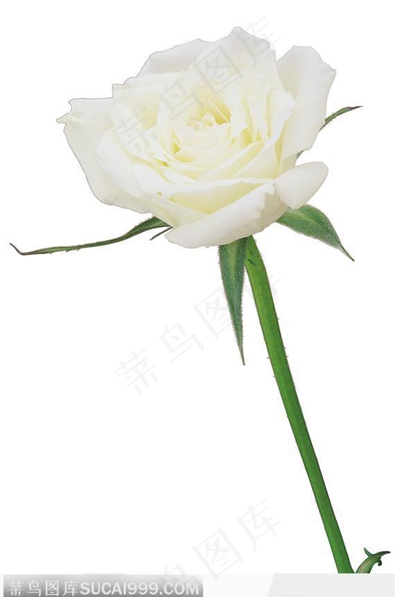 一支白玫瑰