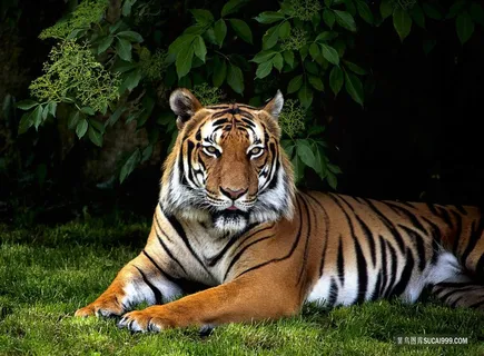 草地上卧着的一头猛虎