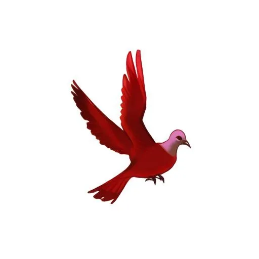 鸽子 鸟免抠(2048x2048)