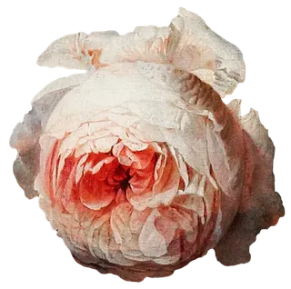 复古油画质感宫廷花卉植物花朵鲜花拼贴图案PNG免抠图片设计素材