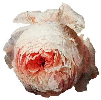 复古油画质感宫廷花卉植物花朵鲜花拼贴图案PNG免抠图片设计素材 复古油画质感宫廷花卉植物花朵鲜花拼贴图案PNG免抠图片设计素材