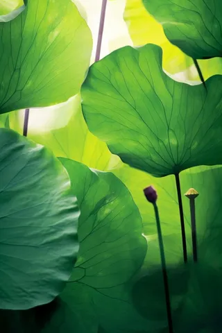 阳光荷叶清爽背景图