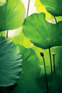 阳光荷叶清爽背景图 阳光荷叶清爽背景图