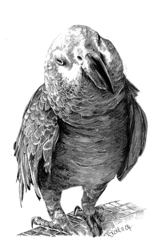 鹦鹉黑白素描简笔