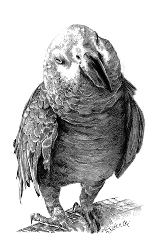 鹦鹉黑白素描简笔