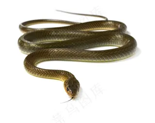 白色背景上的毒蛇摄影