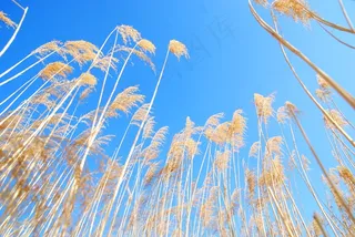 芦苇天空风景图片下载