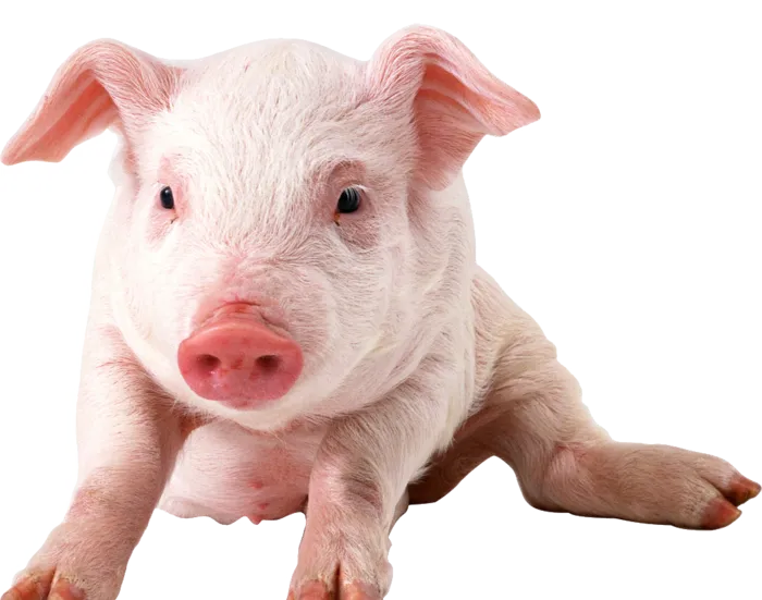 免抠产品实物，动物，家禽，猪，双脚跪地