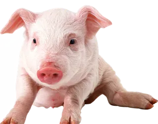 免抠产品实物，动物，家禽，猪，双脚跪地