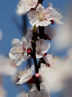 天空背景下盛开的桃花
