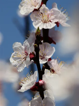 天空背景下盛开的桃花