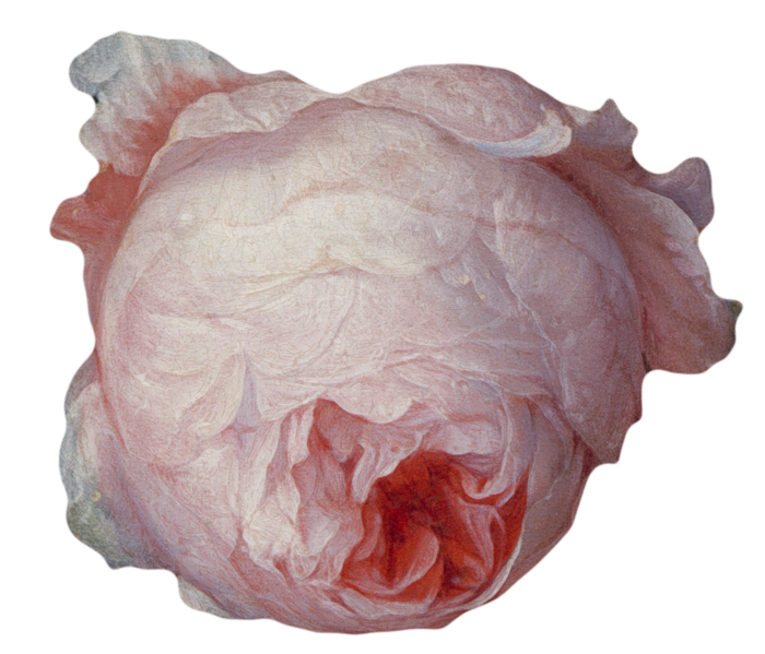 复古油画质感宫廷花卉植物花朵鲜花拼贴图案PNG免抠图片设计素材