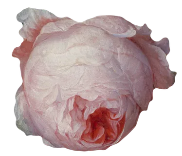 复古油画质感宫廷花卉植物花朵鲜花拼贴图案PNG免抠图片设计素材 复古油画质感宫廷花卉植物花朵鲜花拼贴图案PNG免抠图片设计素材