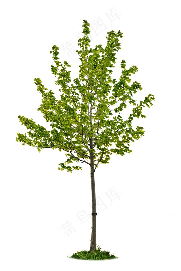 大树树木植物图